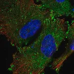 Merck Anti-SRP68 antibody produced in rabbit