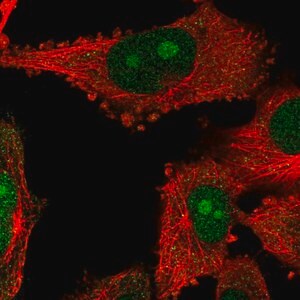 Merck Anti-NOP14 antibody produced in rabbit