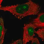 Merck Anti-NOP14 antibody produced in rabbit