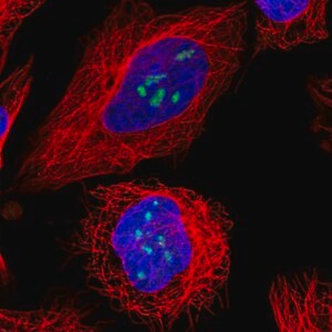 Merck Anti-TBL3 antibody produced in rabbit