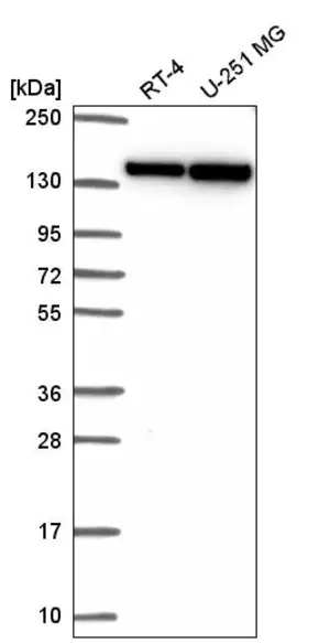 Merck Anti-DHX9 antibody produced in rabbit