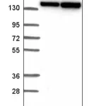 Merck Anti-DHX9 antibody produced in rabbit