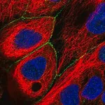 Merck Anti-PLEKHG4 antibody produced in rabbit