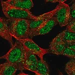 Merck Anti-XRCC2 antibody produced in rabbit