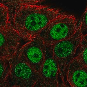 Merck Anti-CPSF1 antibody produced in rabbit