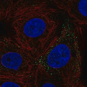 Merck Anti-FERMT3 antibody produced in rabbit
