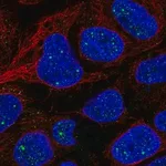 Merck Anti-AMER1 antibody produced in rabbit