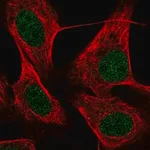 Merck Anti-KRBOX4 antibody produced in rabbit