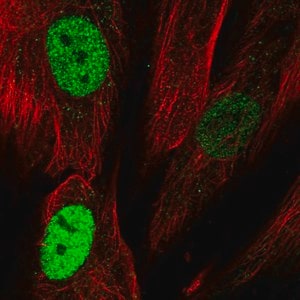 Merck Anti-TLE4 antibody produced in rabbit