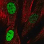 Merck Anti-TLE4 antibody produced in rabbit