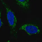 Merck Anti-SLC25A44 antibody produced in rabbit