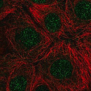 Merck Anti-RNASEH2C antibody produced in rabbit