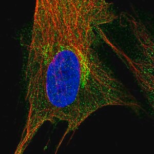 Merck Anti-PIP4K2A antibody produced in rabbit