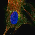 Merck Anti-PIP4K2A antibody produced in rabbit