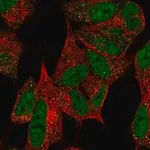 Merck Anti-MPLKIP antibody produced in rabbit