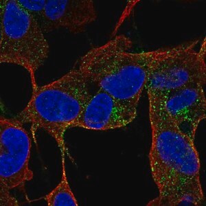 Merck Anti-CACNG4 antibody produced in rabbit
