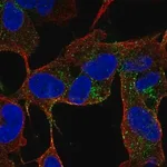 Merck Anti-CACNG4 antibody produced in rabbit