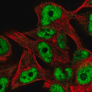 Merck Anti-ZNF559 antibody produced in rabbit