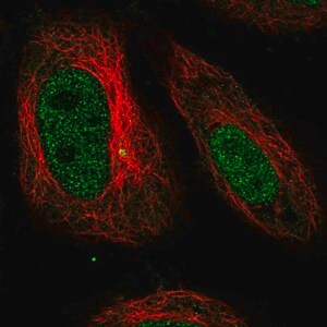 Merck Anti-SMARCD3 antibody produced in rabbit