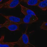 Merck Anti-SPHK2 antibody produced in rabbit