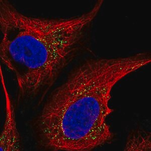 Merck Anti-ST6GALNAC5 antibody produced in rabbit
