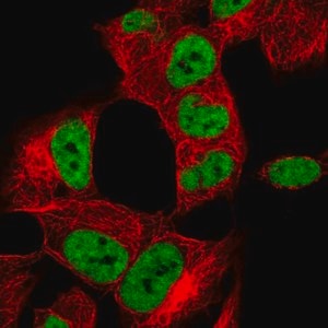 Merck Anti-HNRNPA2B1 antibody produced in rabbit