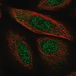 Merck Anti-SYCP2 antibody produced in rabbit