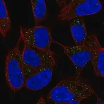 Merck Anti-DPT antibody produced in rabbit