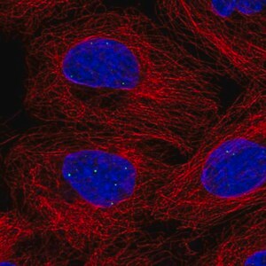 Merck Anti-FBXL3 antibody produced in rabbit