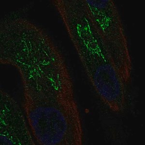 Merck Anti-MAL antibody produced in rabbit
