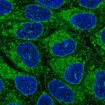 Merck Anti-ORMDL1 antibody produced in rabbit