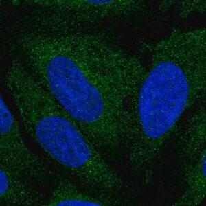 Merck Anti-ATL3 antibody produced in rabbit