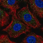 Merck Anti-ARRB2 antibody produced in rabbit