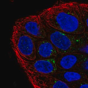 Merck Anti-TMEM133 antibody produced in rabbit