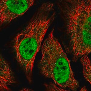Merck Anti-TTC39C antibody produced in rabbit
