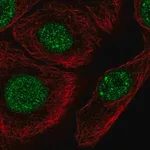 Merck Anti-C1orf174 antibody produced in rabbit