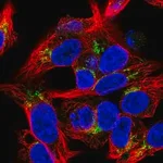 Merck Anti-COL18A1 antibody produced in rabbit