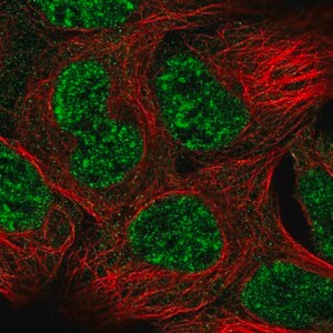 Merck Anti-GAS1 antibody produced in rabbit