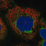 Merck Anti-APOL3 antibody produced in rabbit