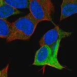 Merck Anti-DCX antibody produced in rabbit