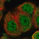Merck Anti-TXNRD3 antibody produced in rabbit