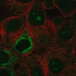 Merck Anti-NOL9 antibody produced in rabbit