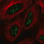Merck Anti-TMEM177 antibody produced in rabbit