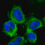 Merck Anti-ABCE1 antibody produced in rabbit