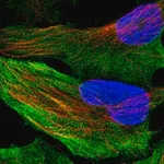 Merck Anti-ACACA antibody produced in rabbit