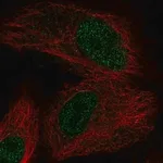 Merck Anti-OXNAD1 antibody produced in rabbit