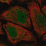 Merck Anti-PDE8B antibody produced in rabbit