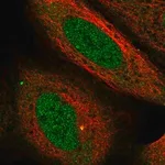 Merck Anti-USP38 antibody produced in rabbit