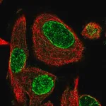Merck Anti-ADPRH antibody produced in rabbit
