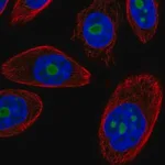 Merck Anti-DDX50 antibody produced in rabbit